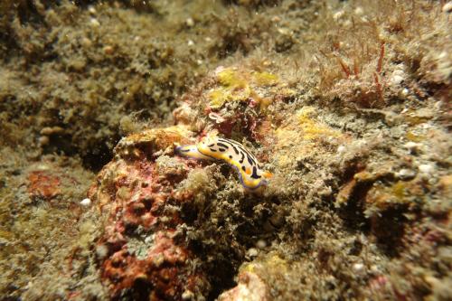 DSC09354 Hypselodoris maritima