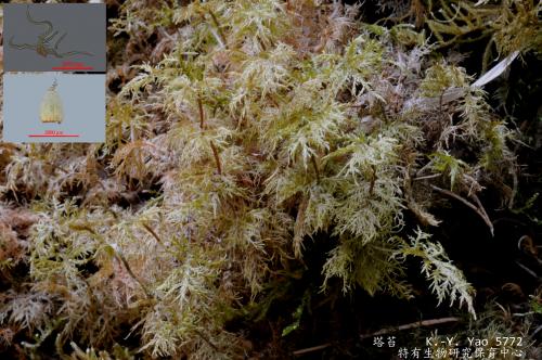 Hylocomium splendens (Hedw.) Schimp. 塔苔生態及顯微照