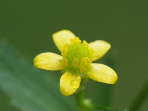 水辣菜 水辣菜