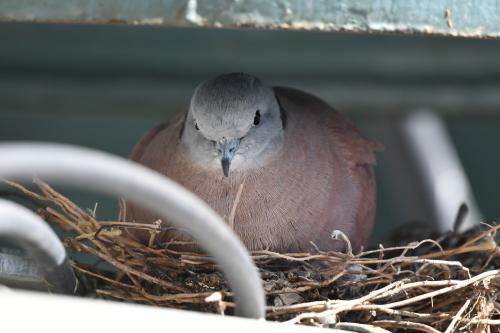 紅鳩