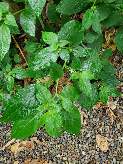 雙花龍葵 雙花龍葵