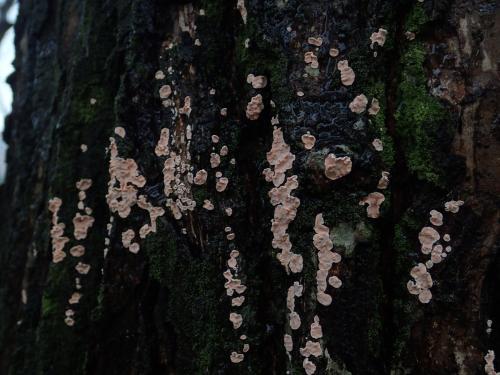 Aleurodiscus mirabilis(刺絲盤革菌)