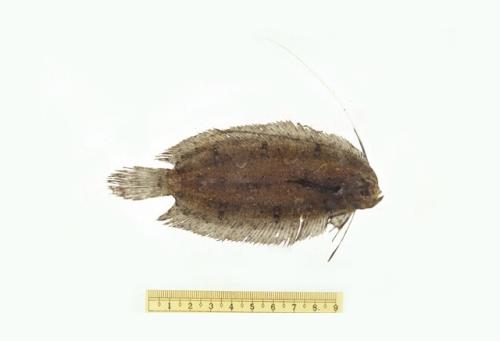 ASIZP0059846 ASIZP0059846