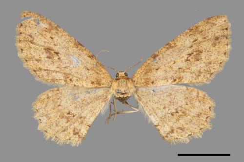 Ectropis bhurmitra[淡猗尺蛾][00090940]