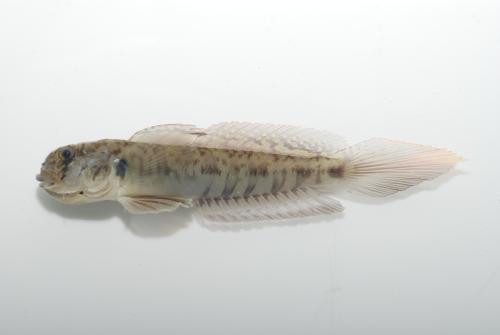 Oxyurichthys visayanus Oxyurichthys visayanus