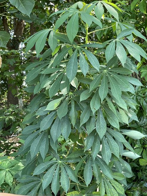 木薯 木薯