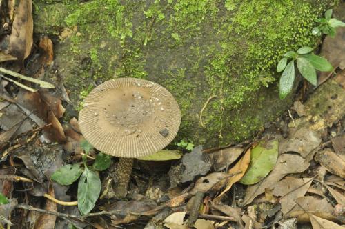 Amanita pekeoides(蛇紋柄鵝膏) Amanita pekeoides(蛇紋柄鵝膏)