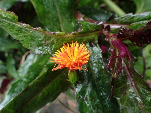 紅鳳菜