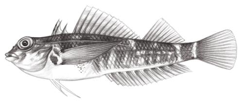 Enneapterygius rubicauda @Jheng1925