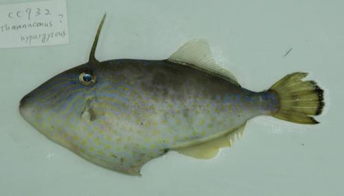ASIZP0066233