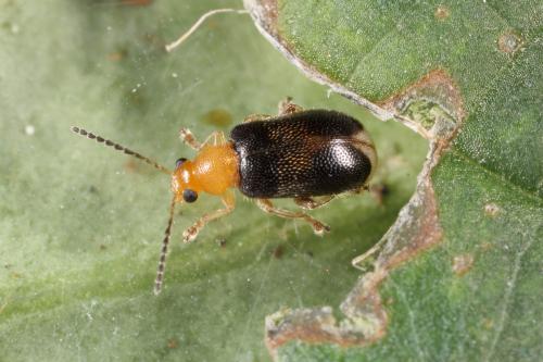 蓬萊盾胸金花蟲__20140816072_台中市和平區_成蟲