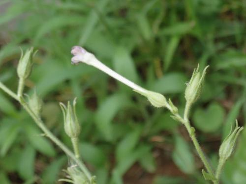 皺葉菸草