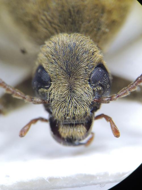 Trigonodera tokejii (Nomura & Nakane, 1959)