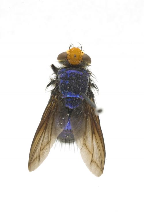 Silbomyia cyanea male dorsal Silbomyia cyanea male dorsal