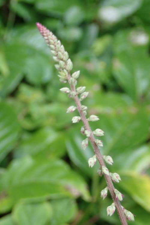 假川牛膝