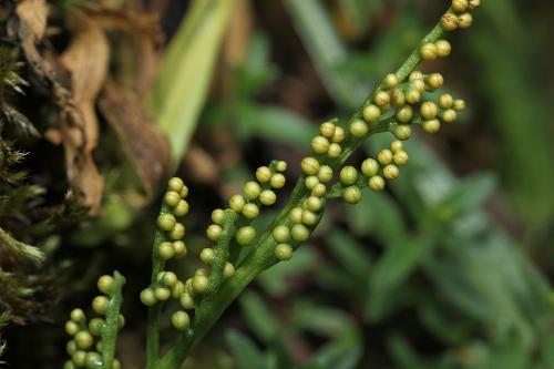 高山瓶爾小草