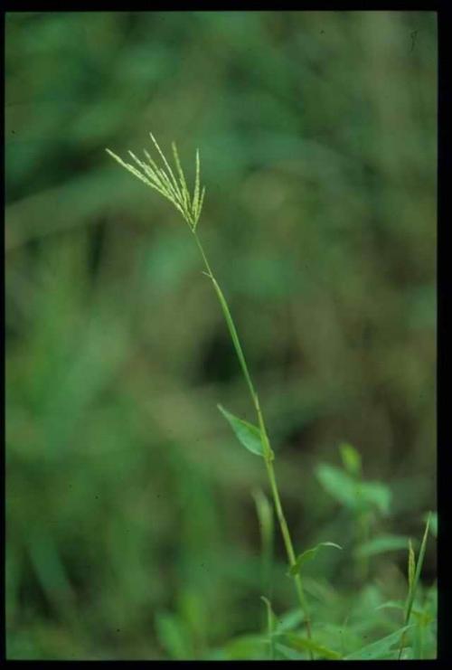 藎草