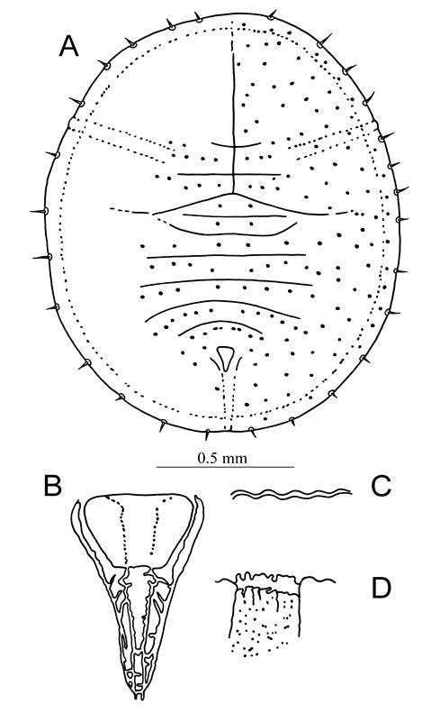 Parabemisia aceris  (Takahashi, 1931)