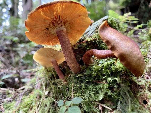 赭紅擬口蘑