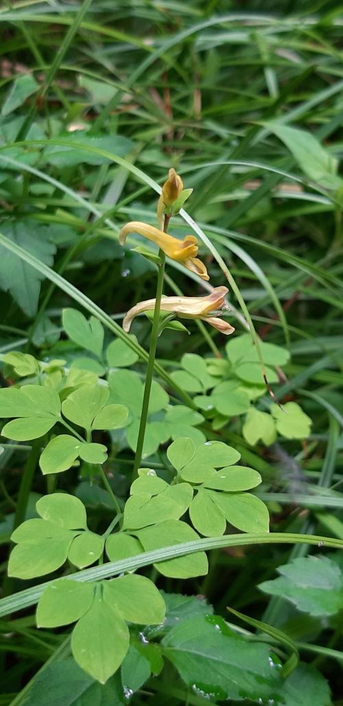 疏花黃菫