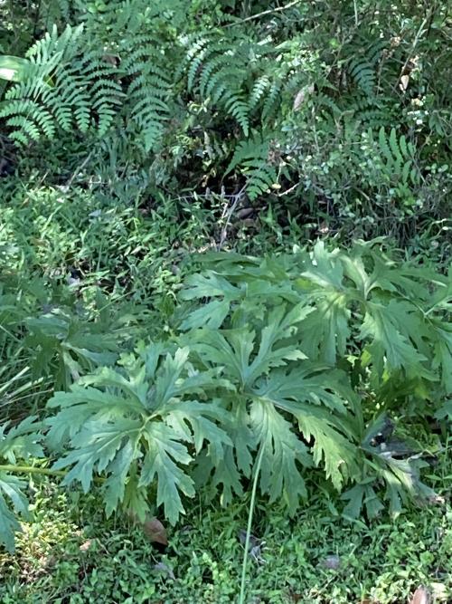 大吳風草 大吳風草