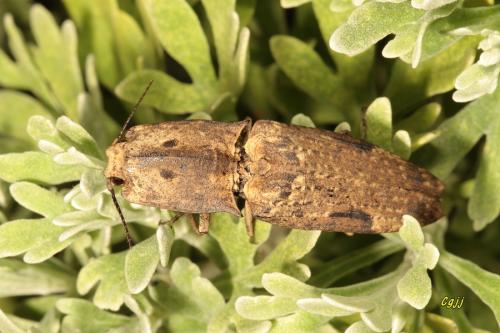  Cryptalaus larvatus larvatus 