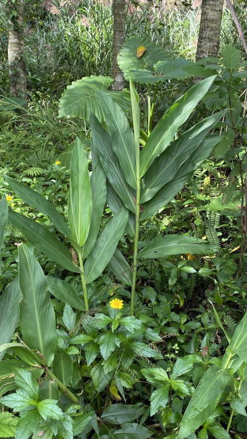 野薑花 野薑花