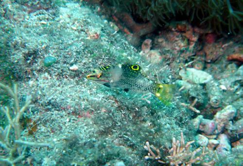 Halichoeres hortulanus@fishdb-media-1915