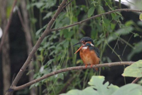 翠鳥吐食繭