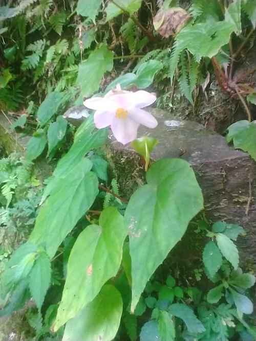 水鴨腳秋海棠
