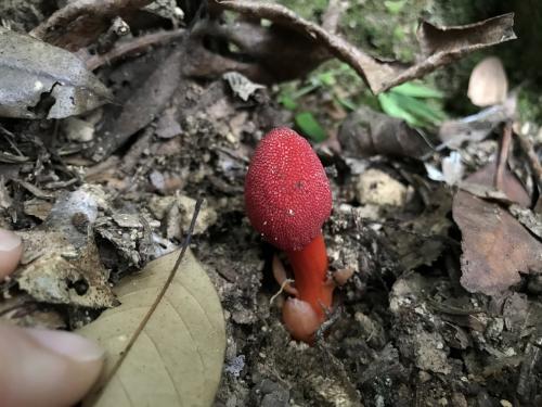 穗花蛇菰 穗花蛇菰