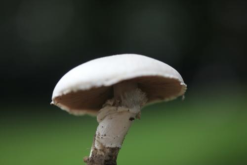 Agaricus campestris