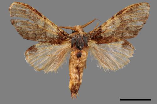 Syntypistis comatus[白斑跨舟蛾][00055711]