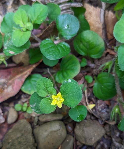 小茄