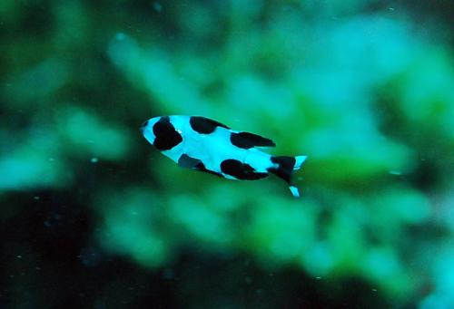 Macolor niger@fishdb-media-8939 Macolor niger@fishdb-media-8939