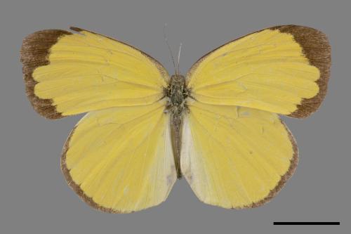 Eurema alitha esakii[江崎黃蝶][00014456]
