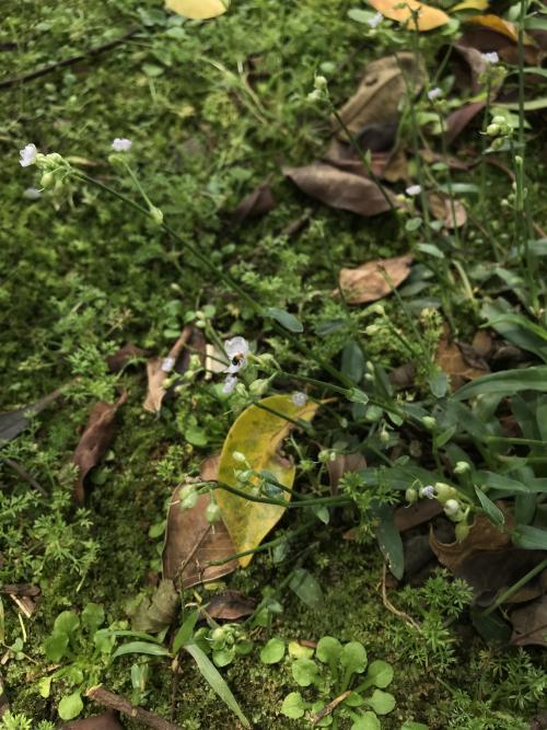 牛軛草