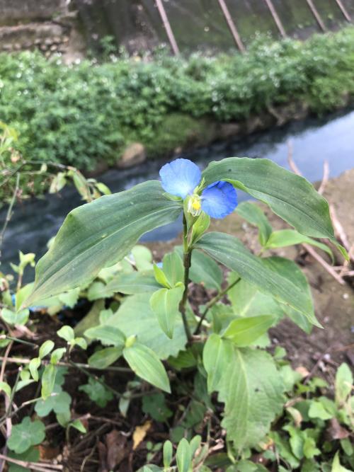 耳葉鴨跖草