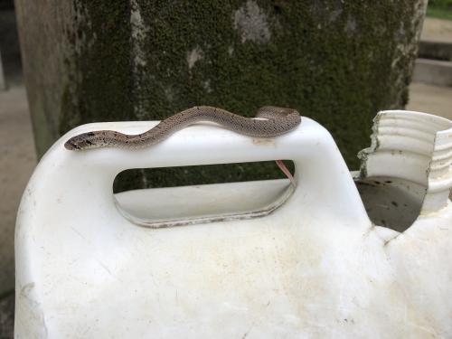 赤背松柏根