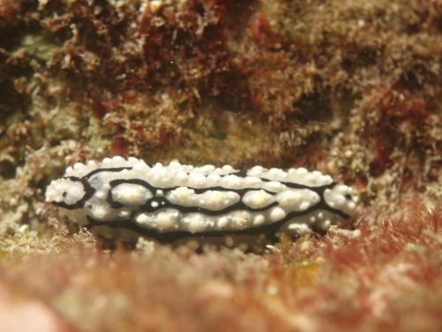DSC08207 Phyllidia elegans