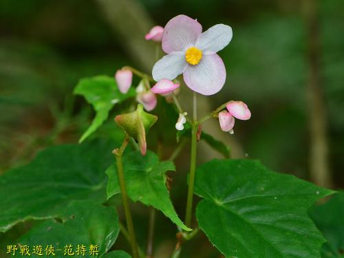 水鴨腳秋海棠