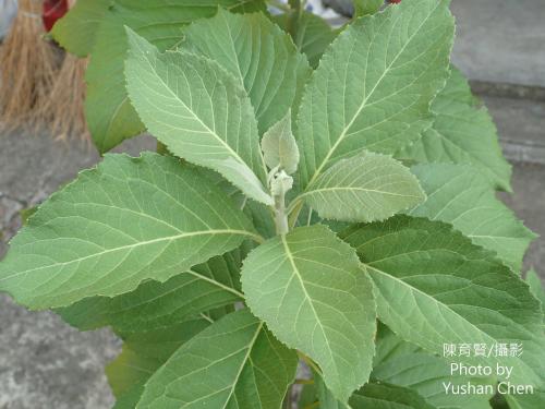南非葉 (扁桃斑鳩菊) 南非葉 (扁桃斑鳩菊)