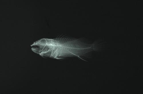 ASIZP0060617