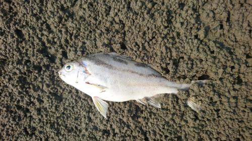 細鱗鯻  彎紋釘公 花身雞魚