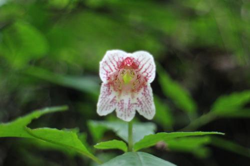 角桐草 角桐草