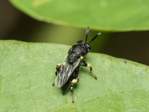 Brachymeria sp._001.jpg Brachymeria sp._001.jpg