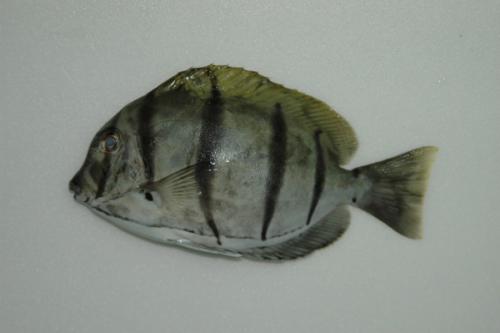 ASIZP0066533 ASIZP0066533