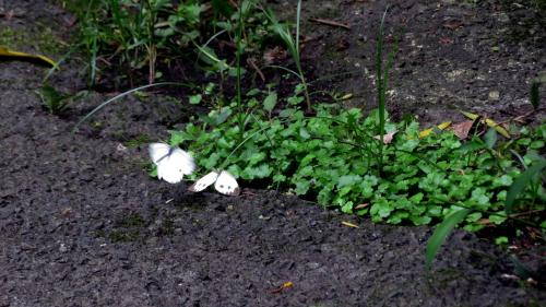 東方菜粉蝶 東方菜粉蝶