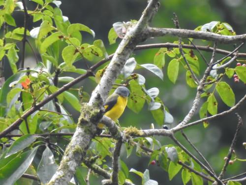 灰喉山椒鳥