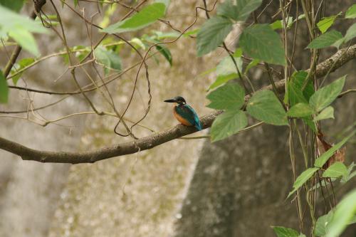 翠鳥